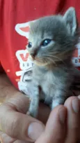 Gatinhos