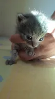 Gatinhos