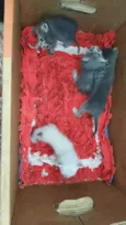 Gatinhos