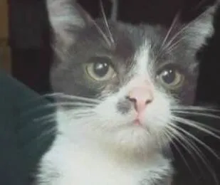 Gato ra a Mestico  idade 2 a 6 meses nome Salem 