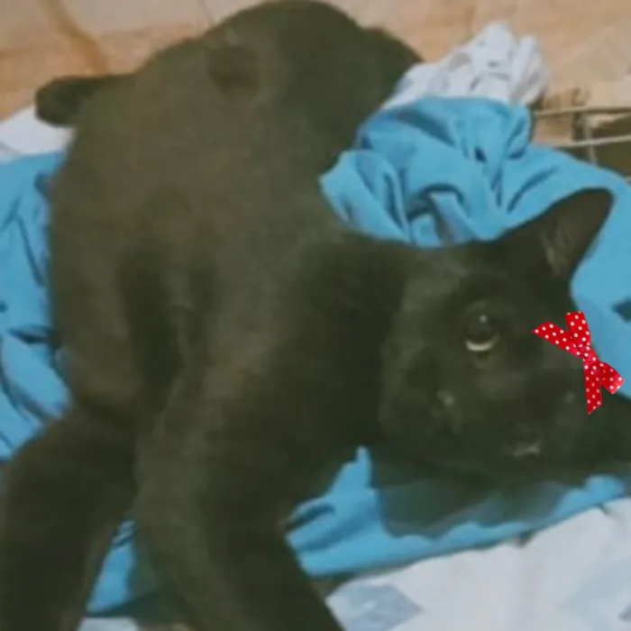 Gato ra a Mestica  idade 2 a 6 meses nome Kiara 