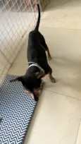 Cachorro raça Pinscher idade 6 ou mais anos nome Dudu - Pinscher 