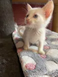 Déia