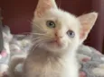 Déia
