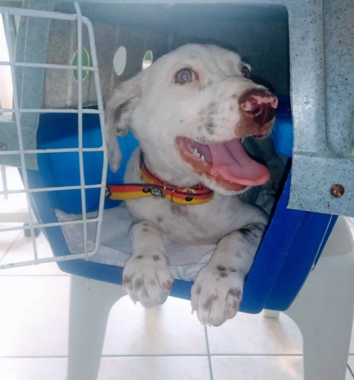 Cachorro raça SRD-ViraLata idade 2 a 6 meses nome Luke