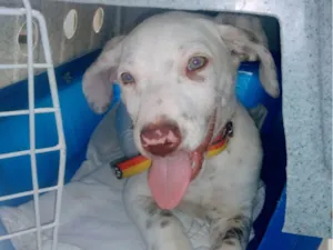 Cachorro raça SRD-ViraLata idade 2 a 6 meses nome Luke