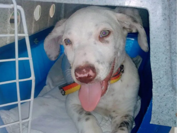 Cachorro raça SRD-ViraLata idade 2 a 6 meses nome Luke