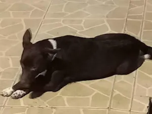 Cachorro raça  idade  nome Beethoven 