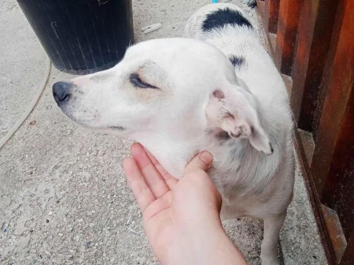 Cachorro ra a SRD-ViraLata idade 2 anos nome Pandora