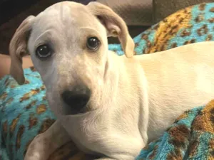 Cachorro raça SRD-ViraLata idade 2 a 6 meses nome Gaby