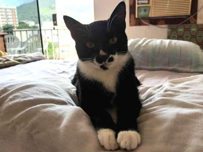 Gato ra a Srd idade 1 ano nome Pingo