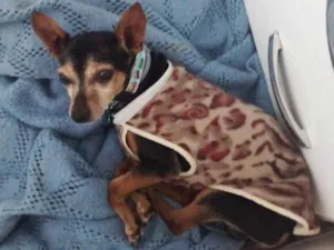 Cachorro raça Pinscher idade 6 ou mais anos nome Dudu - Pinscher 