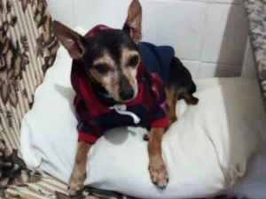 Cachorro raça Pinscher idade 6 ou mais anos nome Dudu - Pinscher 