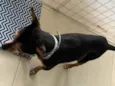 Dudu - Pinscher 