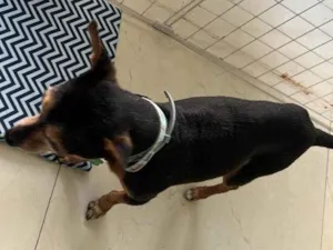 Cachorro raça Pinscher idade 6 ou mais anos nome Dudu - Pinscher 