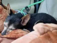 Cachorro raça Pinscher idade 6 ou mais anos nome Dudu - Pinscher 