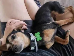 Cachorro raça Pinscher idade 6 ou mais anos nome Dudu - Pinscher 