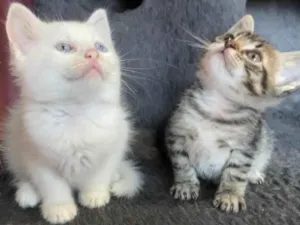 Gato raça Srd idade Abaixo de 2 meses nome Beti e Vilma