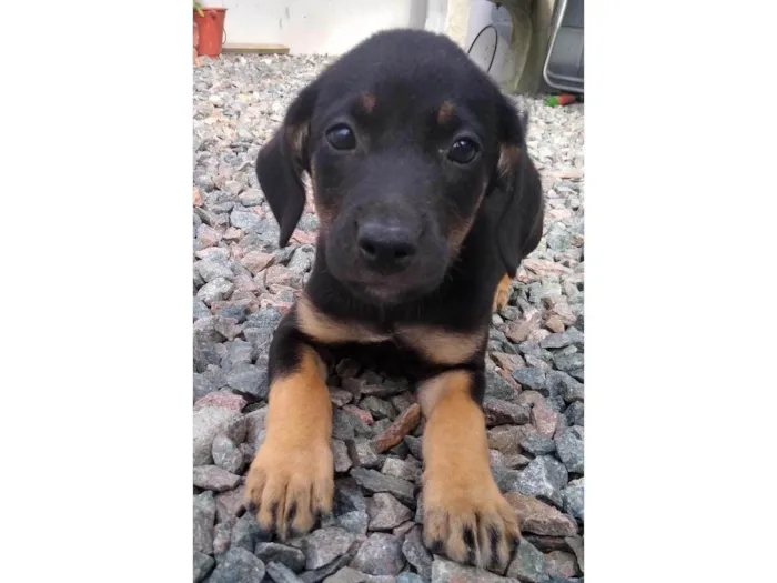 Cachorro ra a SRD-ViraLata idade Abaixo de 2 meses nome Sem nome