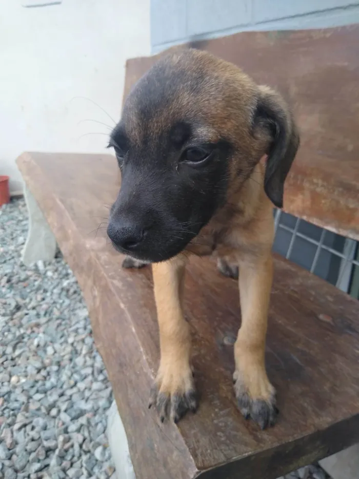 Cachorro ra a SRD-ViraLata idade Abaixo de 2 meses nome Sem nome