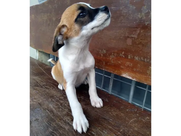 Cachorro ra a SRD-ViraLata idade Abaixo de 2 meses nome Sem nome