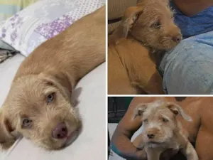 Cachorro raça Pitshih  idade 2 a 6 meses nome Bibou