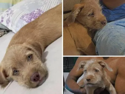 Cachorro raça Pitshih  idade 2 a 6 meses nome Bibou