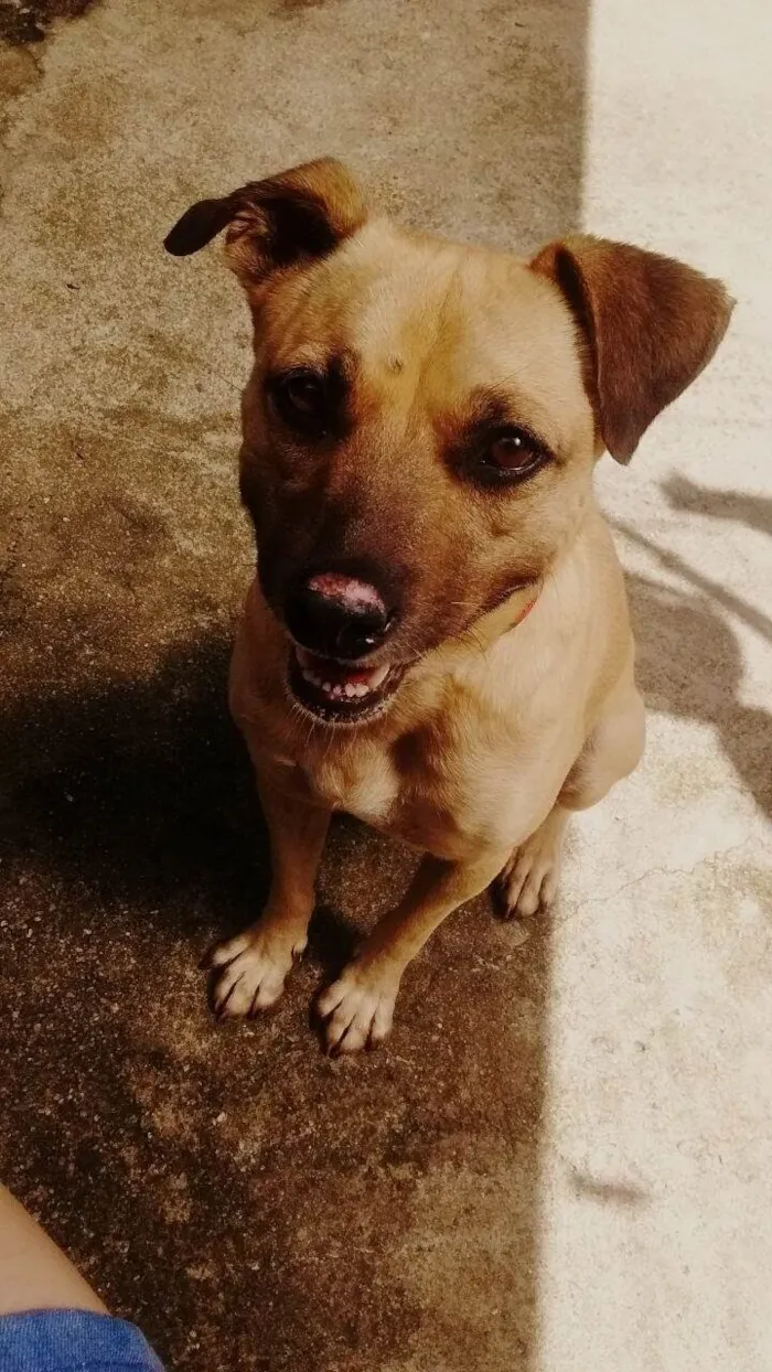 Cachorro ra a Sem raça idade 7 a 11 meses nome Cacau 