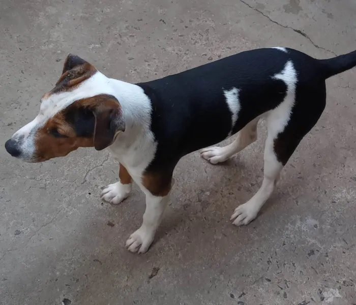 Cachorro ra a SRD-ViraLata  idade 7 a 11 meses nome Ronda
