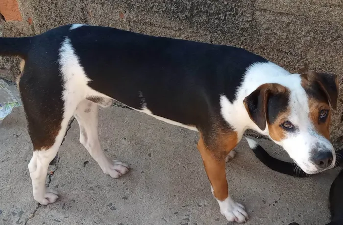 Cachorro ra a SRD-ViraLata  idade 7 a 11 meses nome Ronda