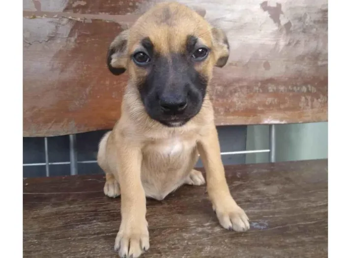 Cachorro ra a SRD-ViraLata idade Abaixo de 2 meses nome Sem nome