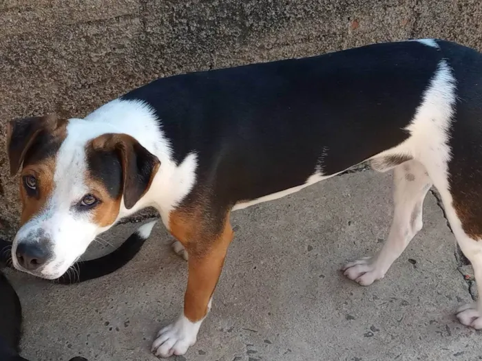 Cachorro ra a SRD-ViraLata  idade 7 a 11 meses nome Ronda