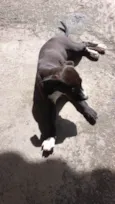 Penélope 