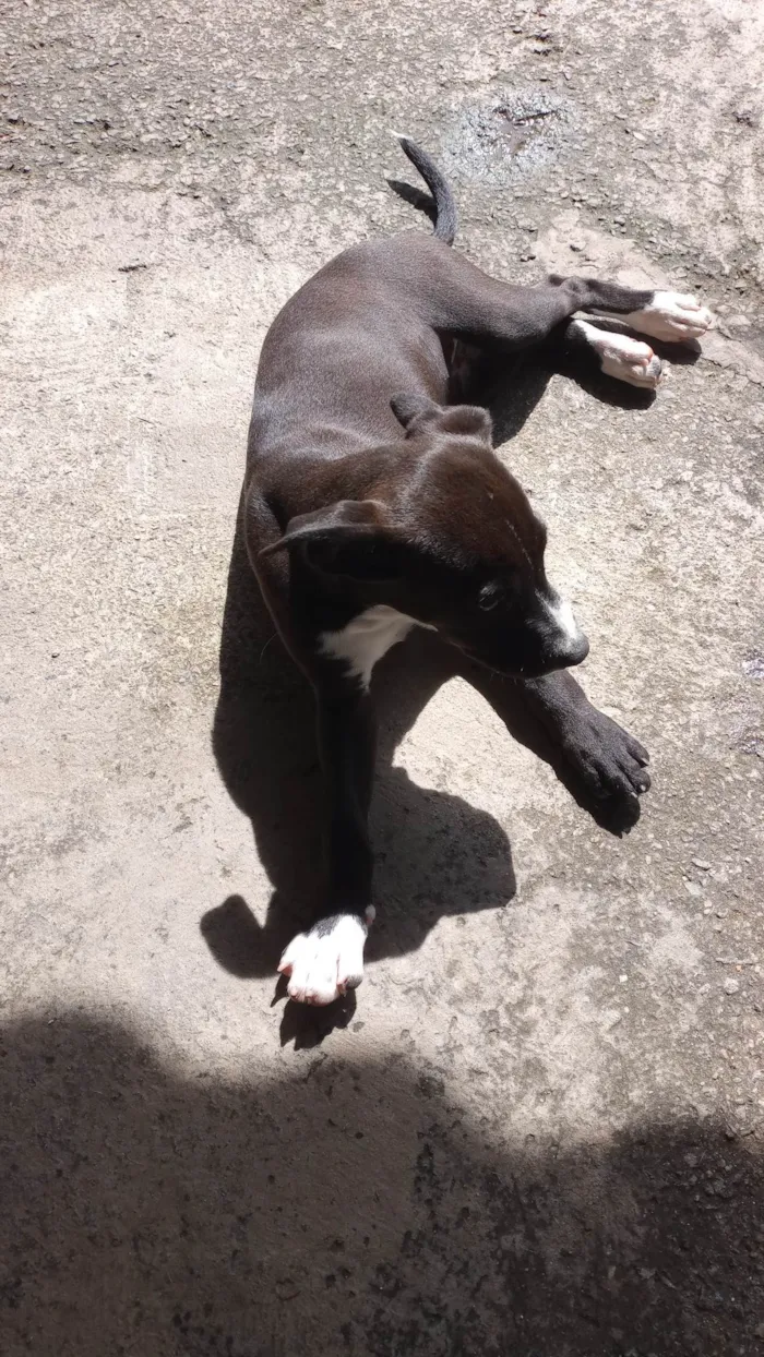 Cachorro ra a SRD-ViraLata idade 2 a 6 meses nome Penélope 