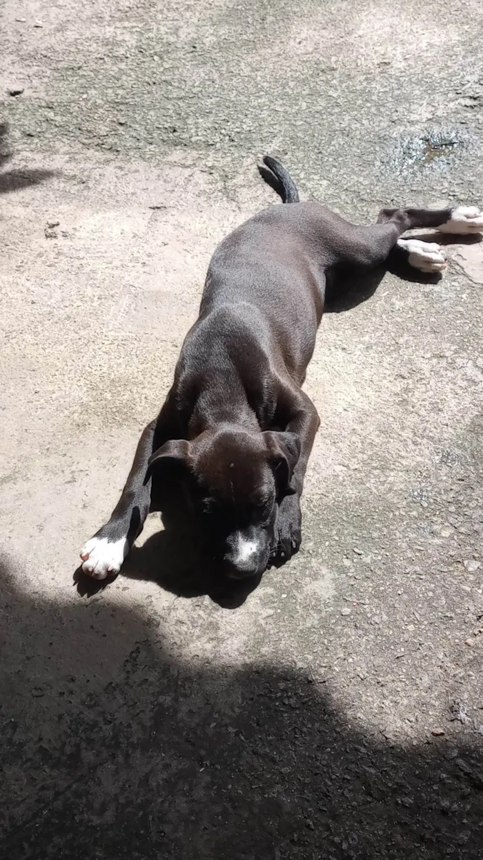 Cachorro ra a SRD-ViraLata idade 2 a 6 meses nome Penélope 