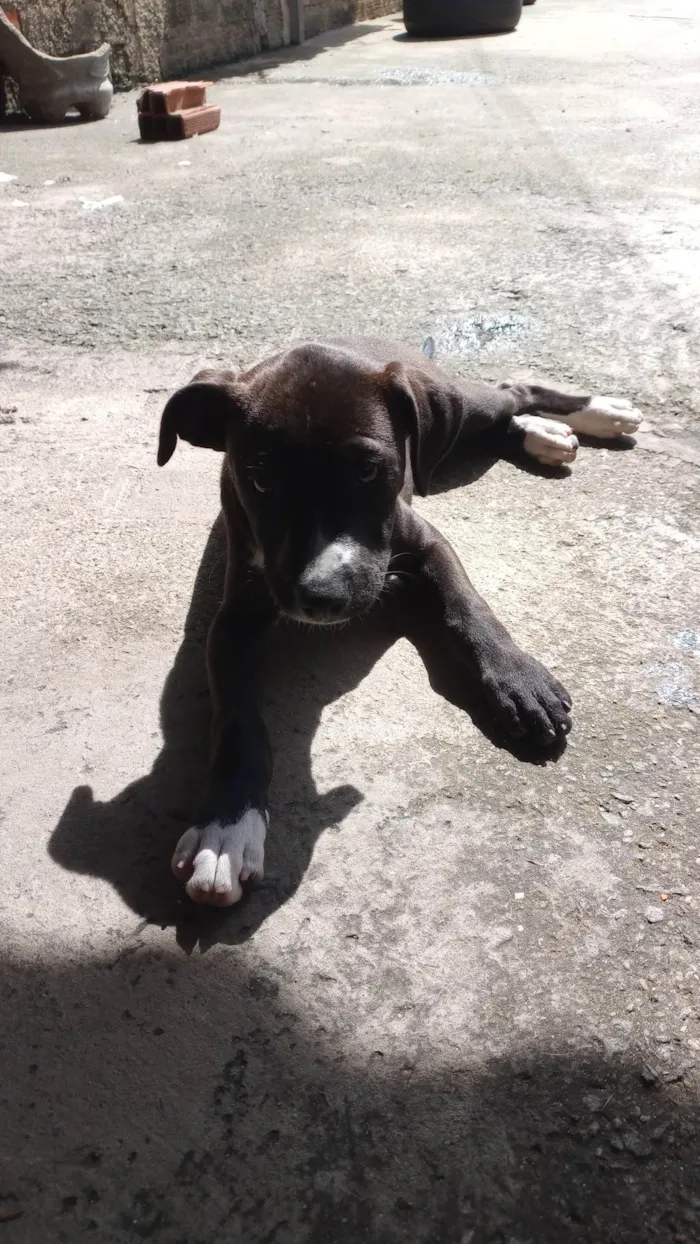 Cachorro ra a SRD-ViraLata idade 2 a 6 meses nome Penélope 