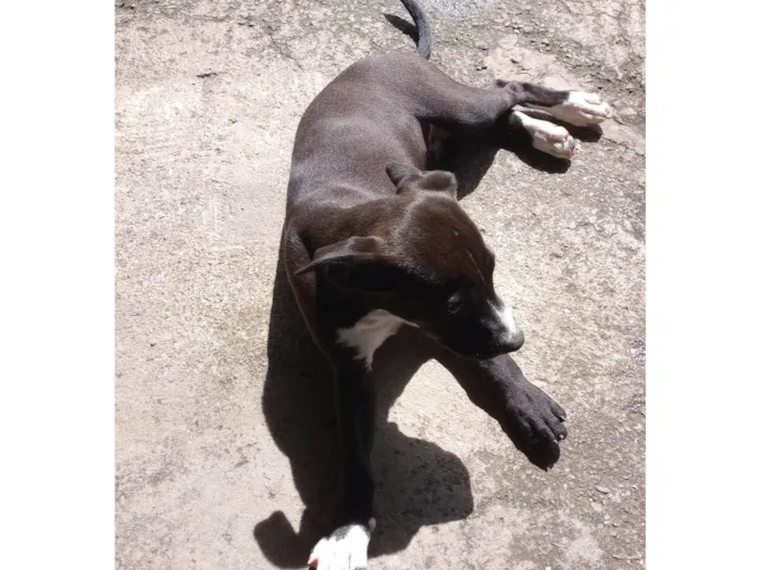 Cachorro ra a SRD-ViraLata idade 2 a 6 meses nome Penélope 