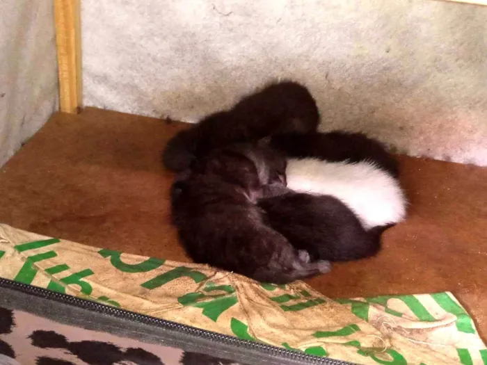 Gato ra a SRD-ViraLata idade Abaixo de 2 meses nome Sem nome