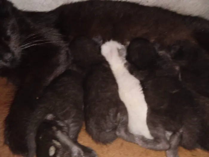 Gato ra a SRD-ViraLata idade Abaixo de 2 meses nome Sem nome