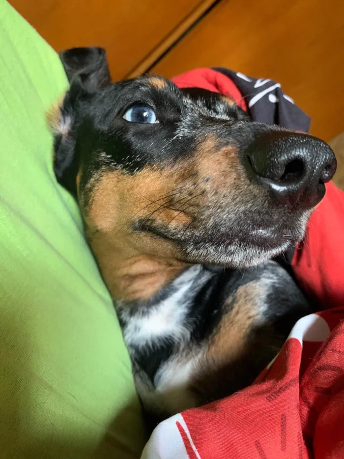 Cachorro ra a Dachushund idade 3 anos nome Lindinha