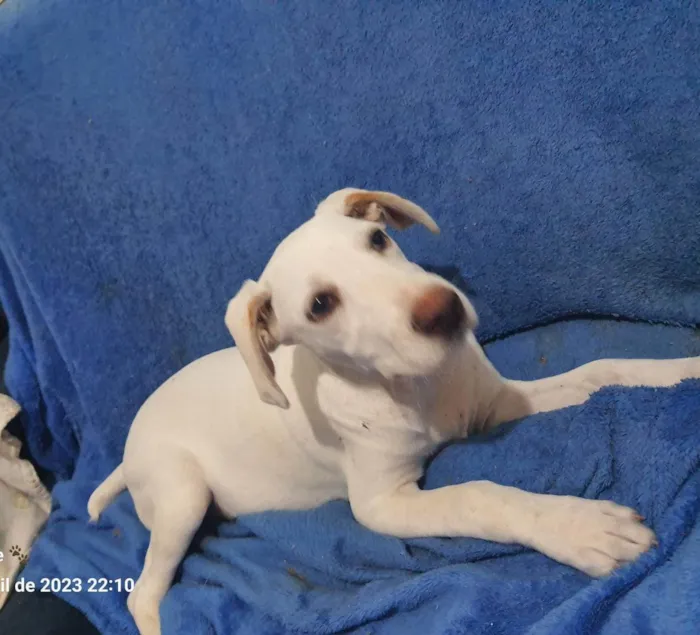 Cachorro raça Mestiço de Labrador  idade 2 a 6 meses nome Menino