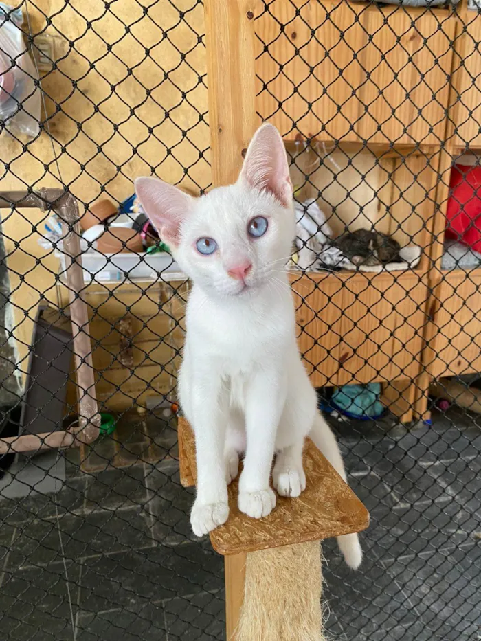 Gato ra a SRD-ViraLata idade 2 a 6 meses nome Branco 