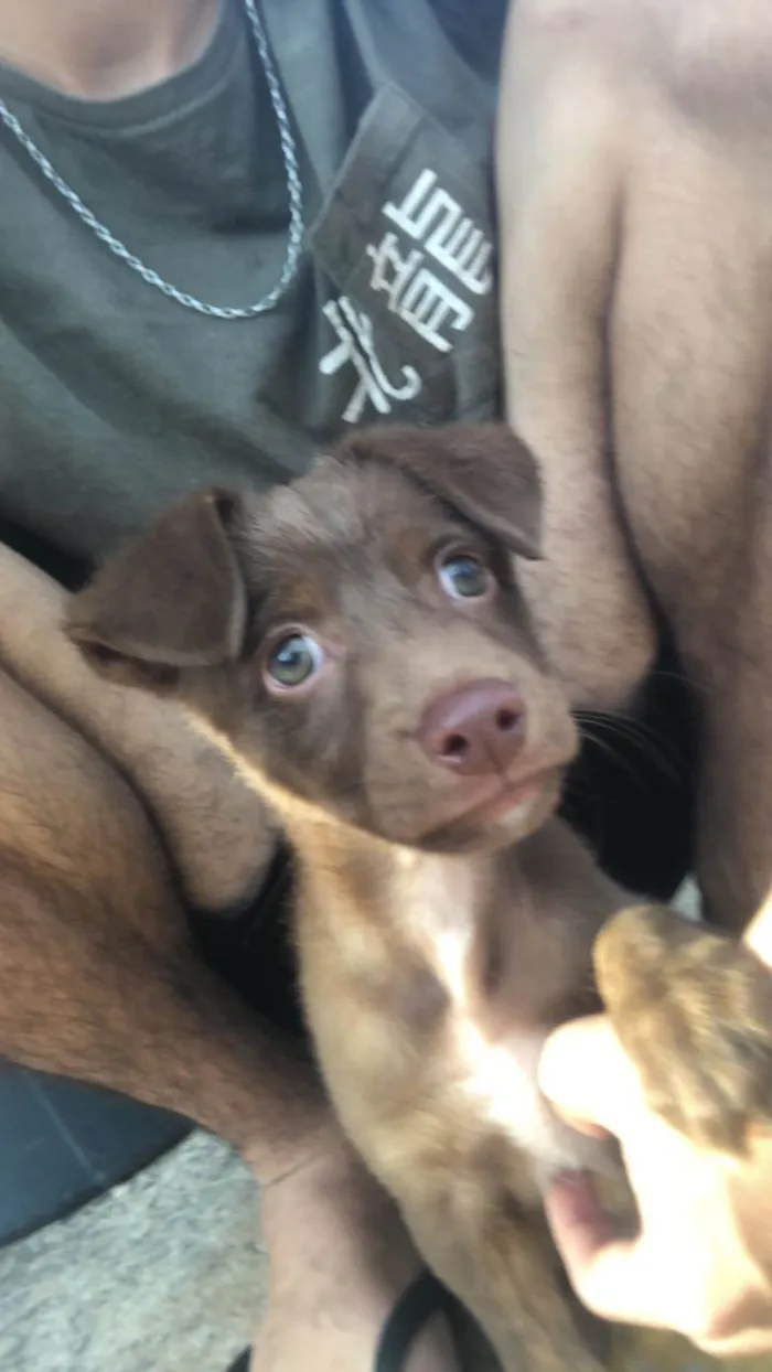 Cachorro ra a SRD-ViraLata idade Abaixo de 2 meses nome Bob