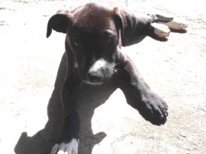 Cachorro raça SRD-ViraLata idade 2 a 6 meses nome Penélope 