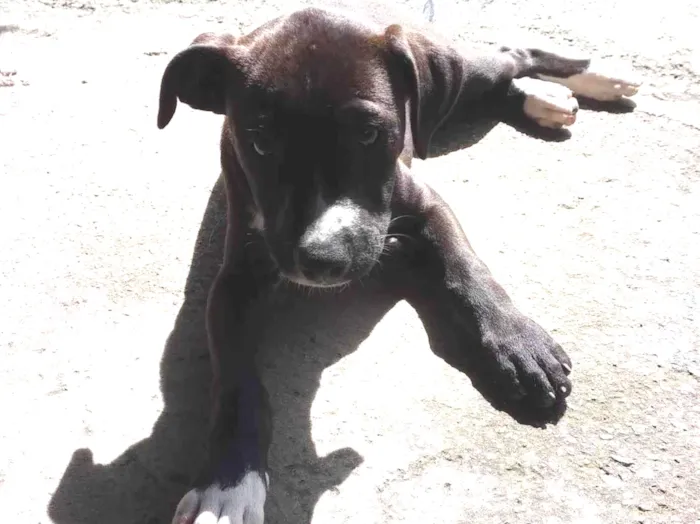 Cachorro ra a SRD-ViraLata idade 2 a 6 meses nome Penélope 