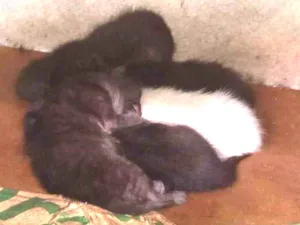 Gato raça SRD-ViraLata idade Abaixo de 2 meses nome Sem nome