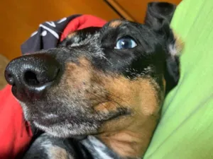 Cachorro raça Dachushund idade 3 anos nome Lindinha