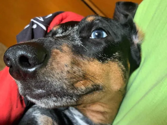 Cachorro ra a Dachushund idade 3 anos nome Lindinha