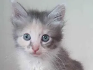 Gato raça Angorá idade 2 a 6 meses nome Lilica