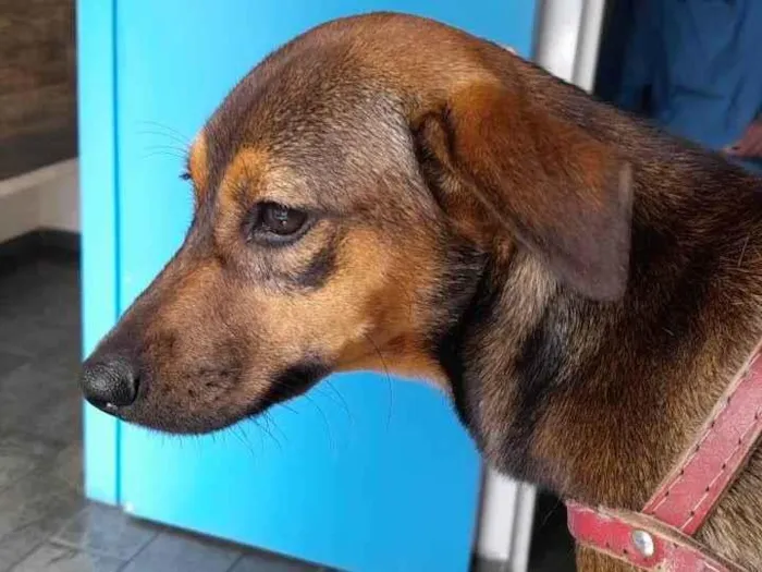 Cachorro raça SRD idade 1 ano nome Nina
